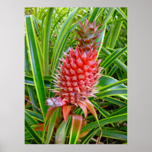 Hawaiian Pineapple Poster