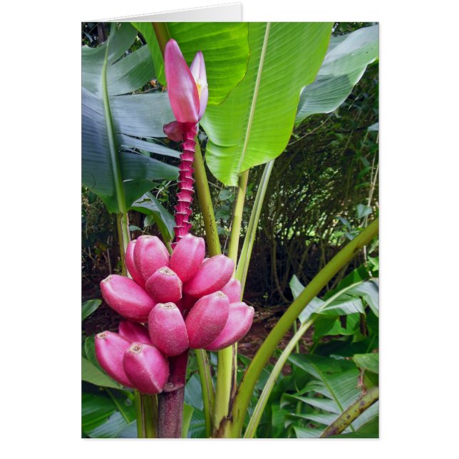 Hawaiian Pink Bananas (Front)