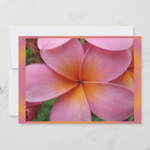 Hawaiian Pink Plumeria Tropical Flower Blank