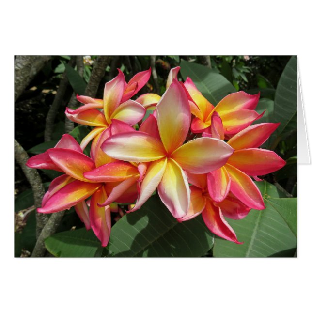 Hawaiian Plumeria (Front Horizontal)