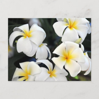 Hawaiian Plumeria Cascade Postcard