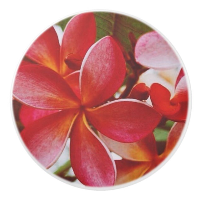 Hawaiian Plumeria Ceramic Knob (Front)