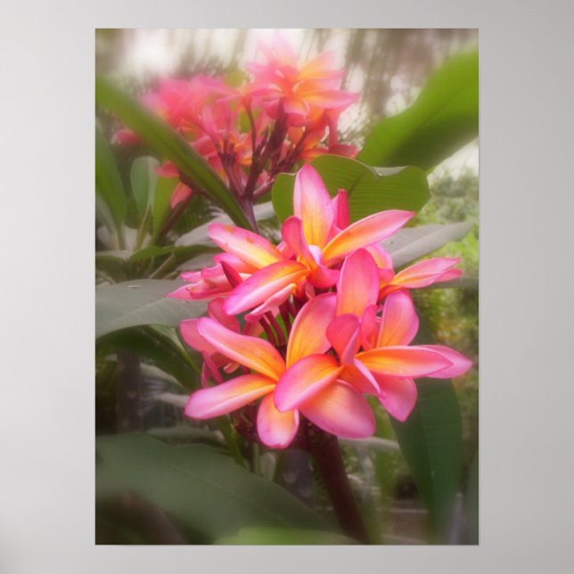 Hawaiian Plumeria Poster (Front)