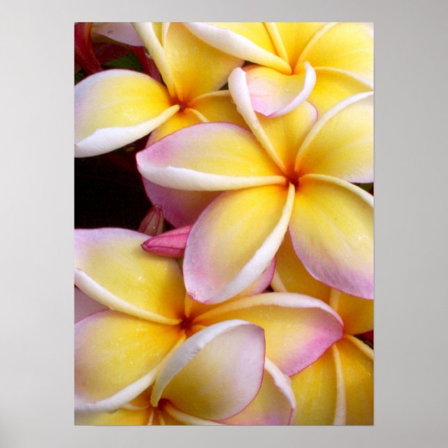 Hawaiian Plumeria Poster (Front)