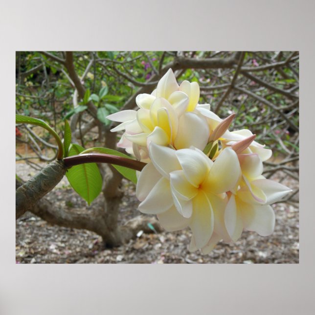 Hawaiian Plumeria Poster (Front)