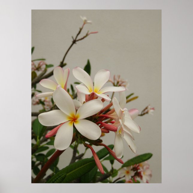 Hawaiian Plumeria Poster (Front)