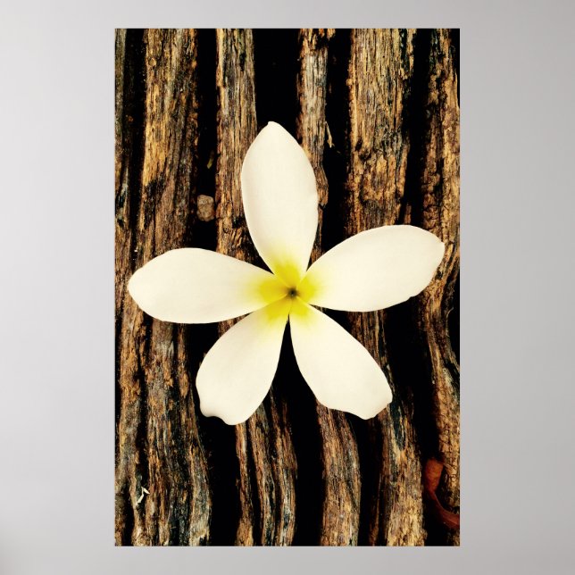 Hawaiian Plumeria Statement Piece Poster (Front)