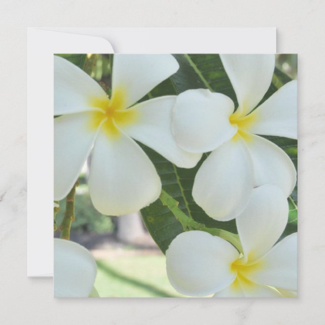 Hawaiian Plumeria Wedding Invitation (Front)