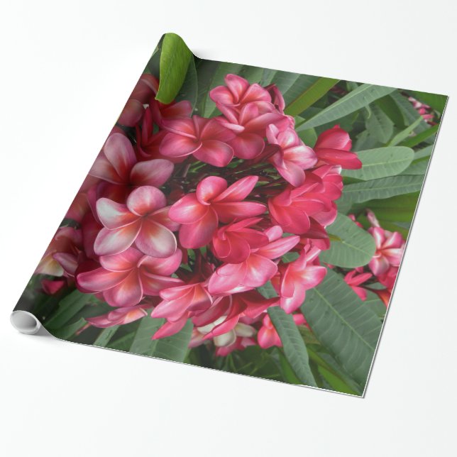 Hawaiian Plumeria Wrapping Paper (Unrolled)