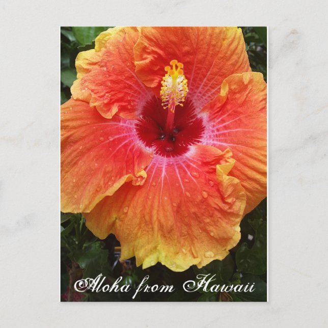 Hawaiian postcard, hawaii, aloha, hibiscus,flower, postcard (Front)