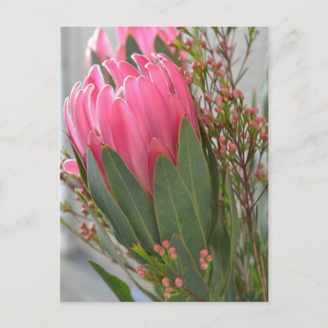 Hawaiian Protea Flowers Postcard (Front)