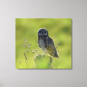 Hawaiian Pueo Canvas Print