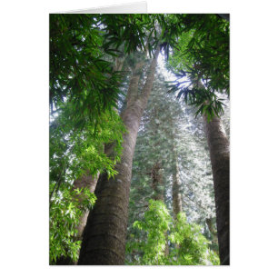 Hawaiian Rain Forest