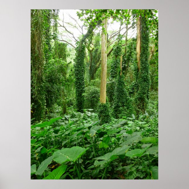Hawaiian Rain Forest Poster (Front)