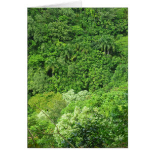 Hawaiian Rainforest