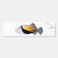 Hawaiian Reef Trigger Fish