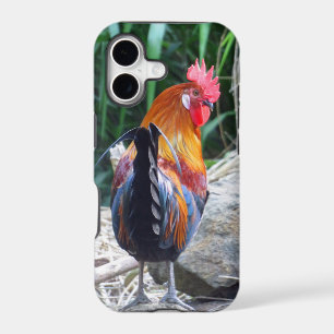 Hawaiian Rooster