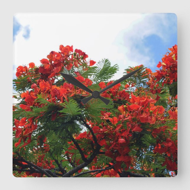 Hawaiian Royal Poinciana Flowering Tree Square Wall Clock (Front)