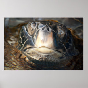 Hawaiian Sea Turtle Poster