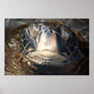 Hawaiian Sea Turtle Poster