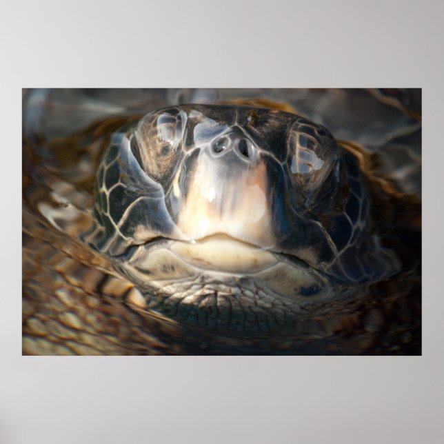 Hawaiian Sea Turtle Poster (Front)