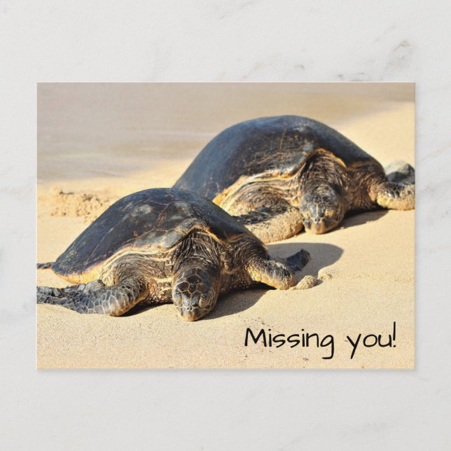 Hawaiian Sea Turtles Postcard (Front)