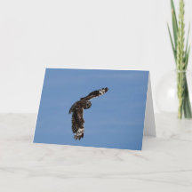 Hawaiian Short Eared Pueo Soaring