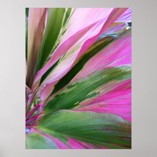 Hawaiian Ti Plant Poster (Front)