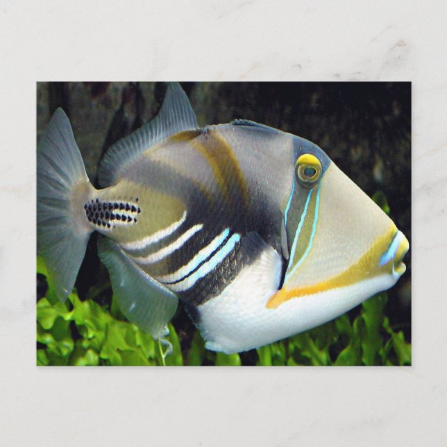 Hawaiian Tropical Fish Postcard (Front)