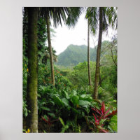 Hawaiian Tropical Rain Forest