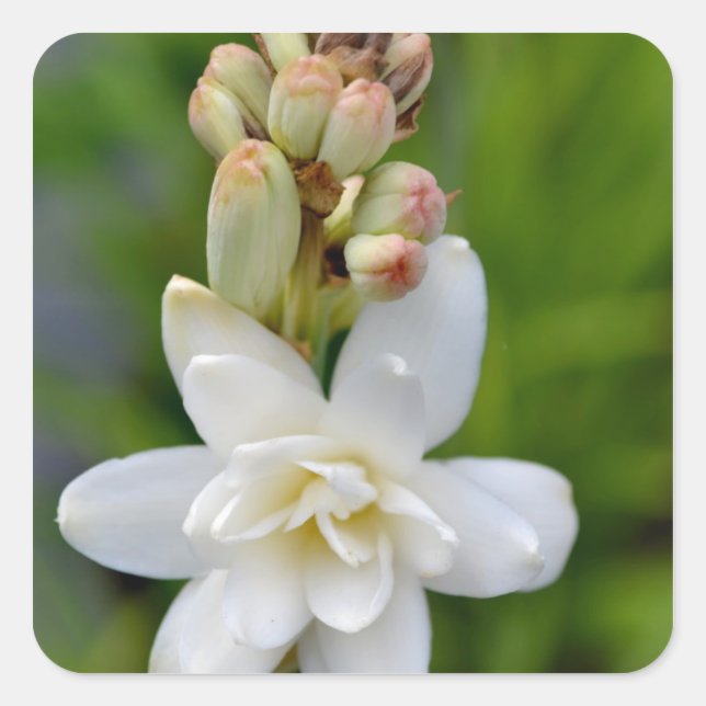 Hawaiian Tuberose Square Sticker (Front)