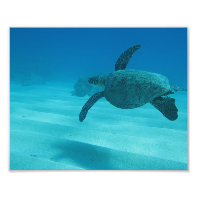 Hawaiian Turtle Photo Print (Front)