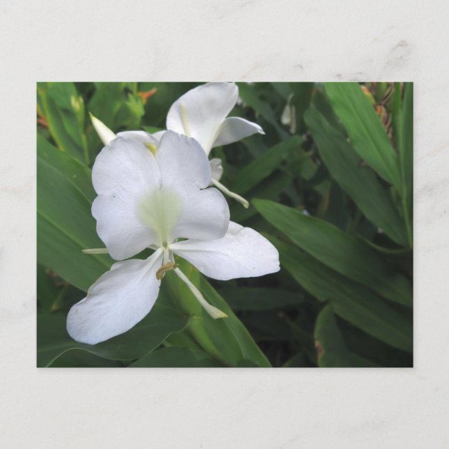 Hawaiian White Ginger Flower Postcard (Front)