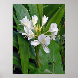 Hawaiian White Ginger Poster