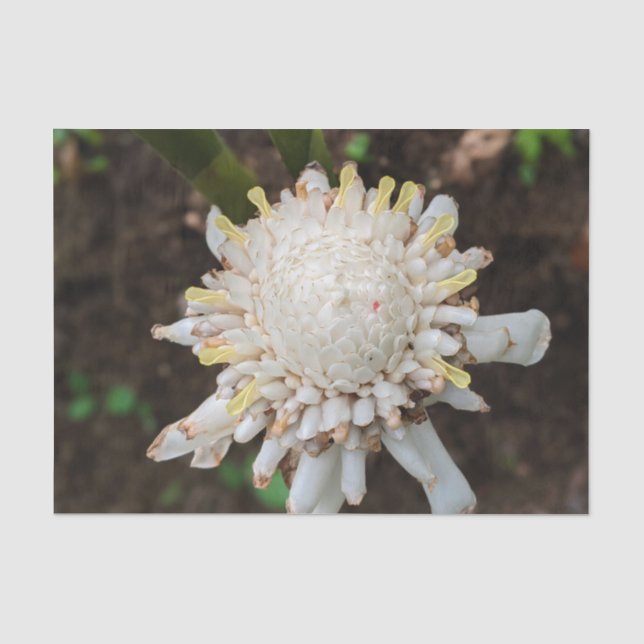 Hawaiian White Torch Ginger Flower Tissue Paper (Front)