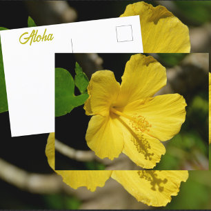 Hawaiian Yellow Hibiscus Botanical Photographic Postcard