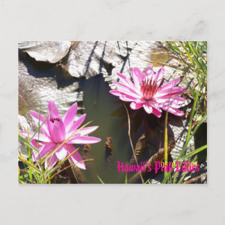 Hawaii's Pink Lillies Postcard
