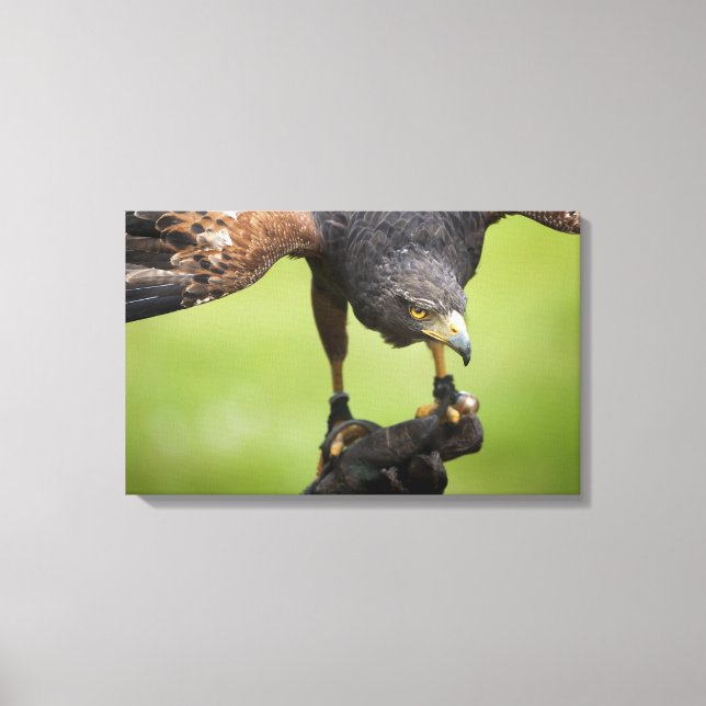 hawk bird canvas print (Front)