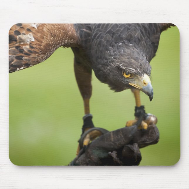 hawk bird mouse pad (Front)