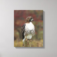 Hawk Canvas