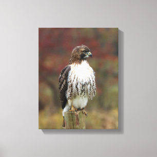 Hawk Canvas Print