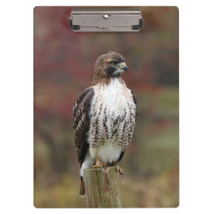 Hawk Clipboard