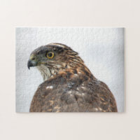 Hawk close up photo