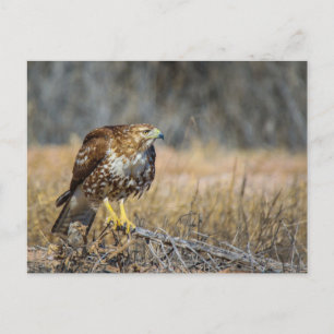 hawk  eye postcard