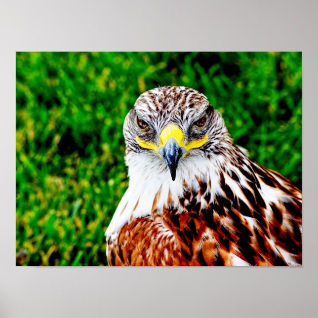 Hawk Eyes -- art print (Front)