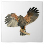 Hawk Flapping Wings Watercolor Painting Tile<br><div class="desc">Hand painted watercolor painting of Harris’s Hawk. Also known as bay-winged hawk or dusky hawk. It is perched on the edge of the tree branch opening up its wings. This was painted on arches hot pressed paper.</div>