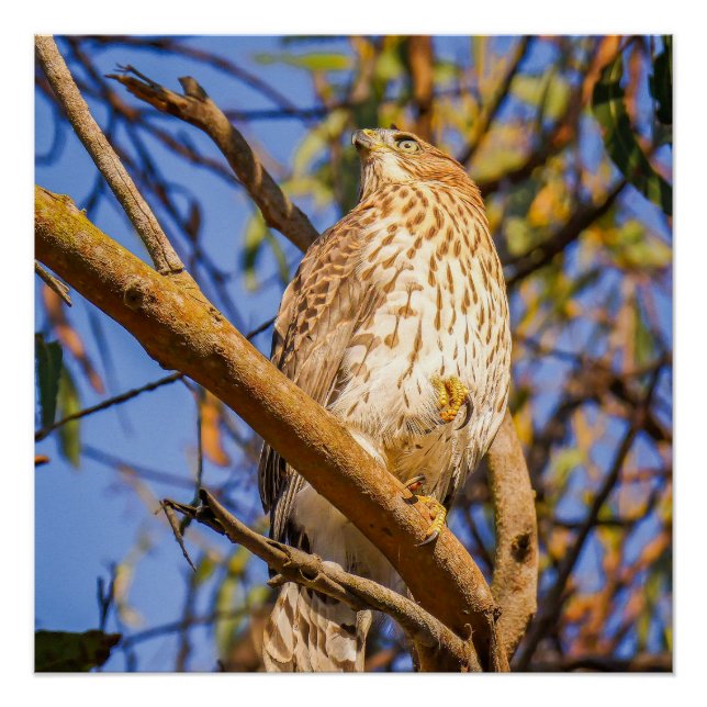 Hawk Glossy Poster | Wildlife Raptor Wall Art (Front)