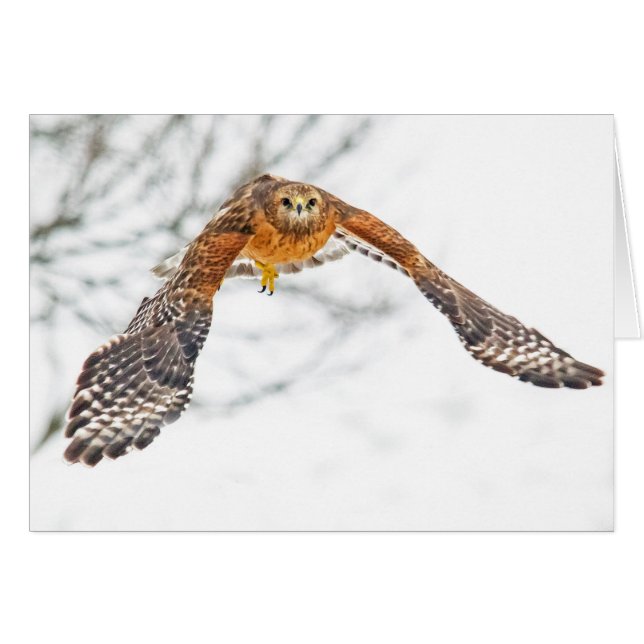 Hawk in Flight (Front Horizontal)