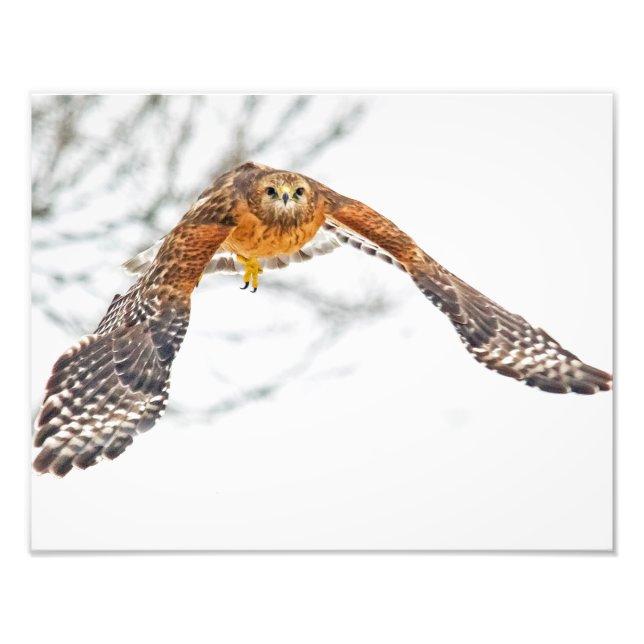 Hawk in Flight Photo Print (Front)
