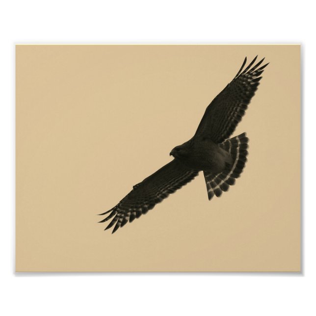 Hawk In Flight Photo Print (Front)